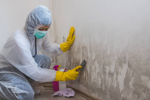 Best Home Mold Removal  in Sam Rayburn, TX