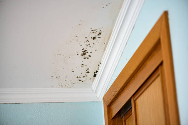 Best Same-Day Mold Removal  in Sam Rayburn, TX