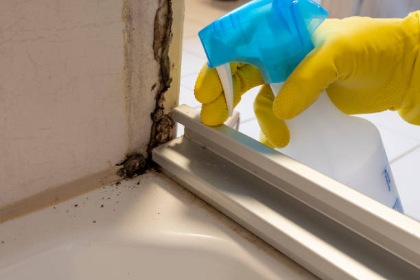 Best Attic Mold Removal  in Sam Rayburn, TX