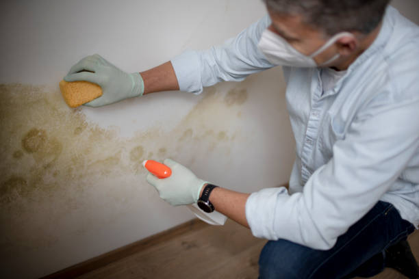Home Mold Removal in Sam Rayburn, TX