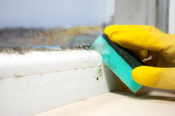 Best Home Mold Removal  in Sam Rayburn, TX