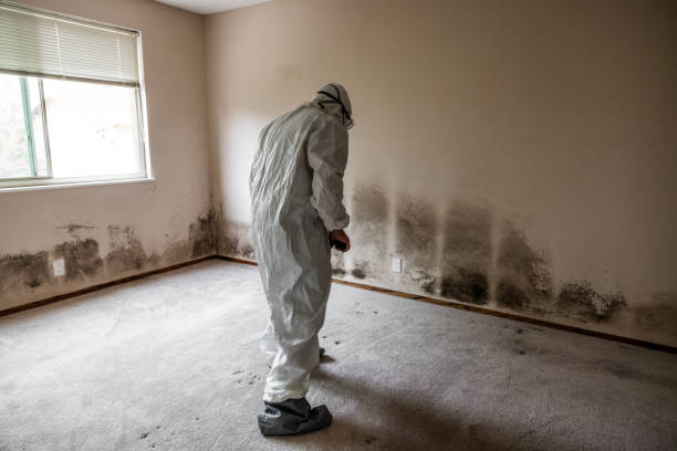 Best Emergency Mold Removal  in Sam Rayburn, TX