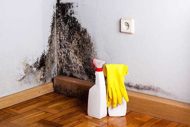 Sam Rayburn, TX Mold Removal Company